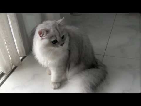 Male Silver-shaded Chinchilla Persian Cat