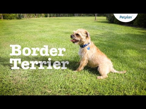 Border Terrier Dog Breed: Temperament, Lifespan &amp; Facts | Petplan