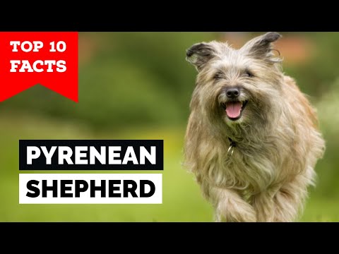 Pyrenean Shepherd - Top 10 Facts