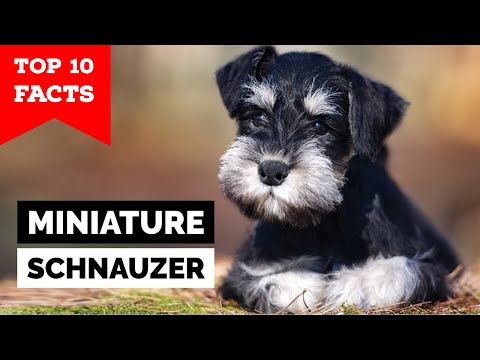 Miniature Schnauzer - Top 10 Facts