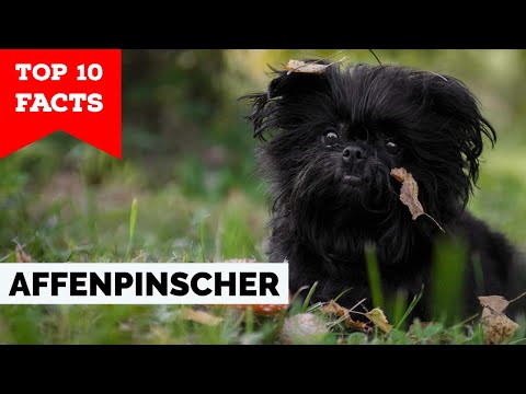 Affenpinscher - Top 10 Facts