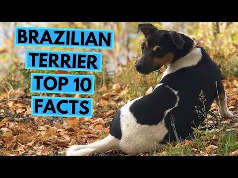 Brazilian Terrier - TOP 10 Interesting Facts
