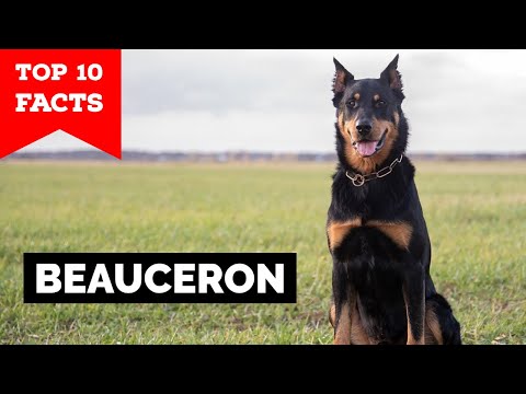 Beauceron - Top 10 Facts