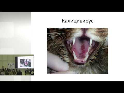 Ольга Сятковская - Респираторные инфекции кошек