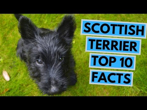 Scottish Terrier - TOP 10 Interesting Facts