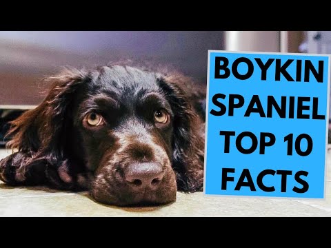 Boykin Spaniel - TOP 10 Interesting Facts