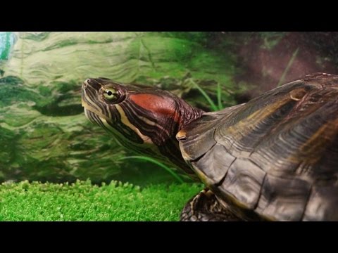 Кормление красноухих черепах! 10 ответов на самые популярные вопросы