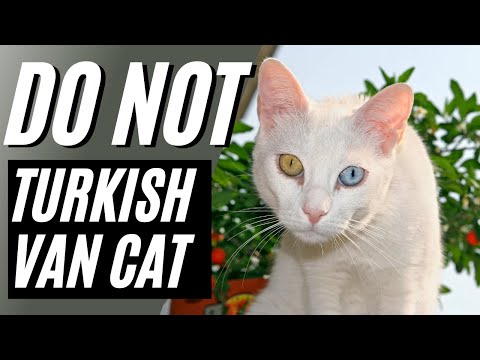 7 Reasons You Should NOT Get a Turkish Van Cat