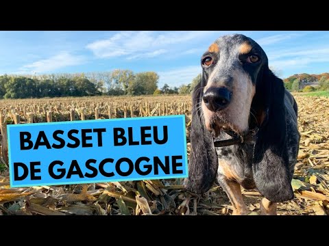 Basset Bleu de Gascogne Dog Breed - Facts and Information