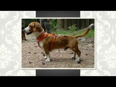 Westphalian Dachsbracke Dog breed