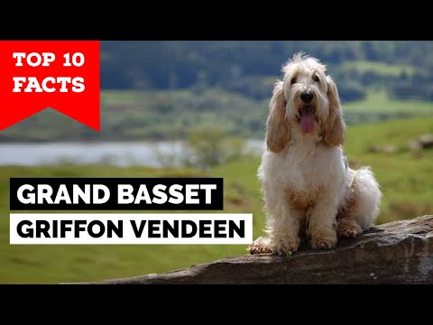 Grand Basset Griffon Vendeen - Top 10 Facts