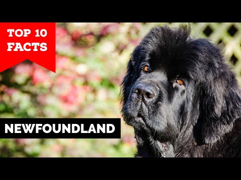 Newfoundland - Top 10 Facts