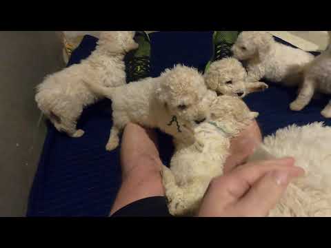 Komondor Puppies Litter B Day 33