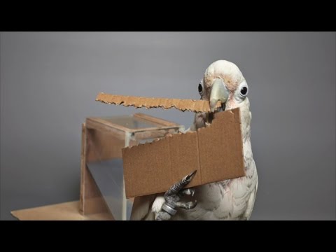 Cockatoos Make Tools from Different Materials