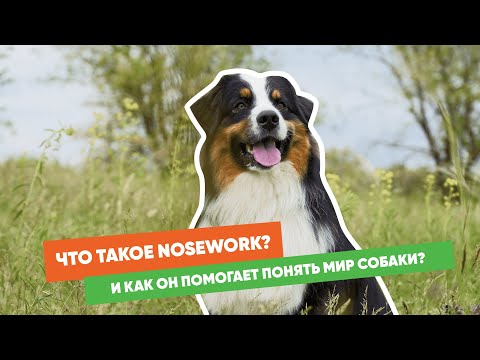 Как NoseWork может изменить вашу жизнь с собакой?