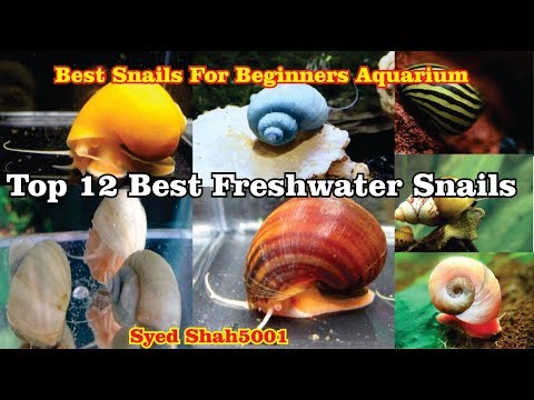 Types ofAquarium Snails TOP 12 SNAILS For beginners #Aquarium snails
