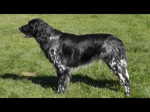 Dog Breed Video: Large Munsterlander
