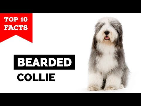 Bearded Collie - Top 10 Facts