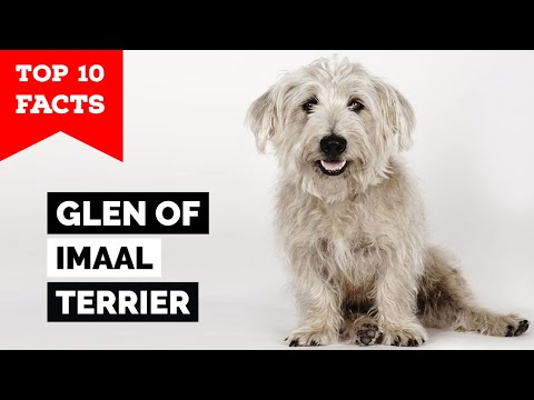 Glen Of Imaal Terrier - Top 10 Facts