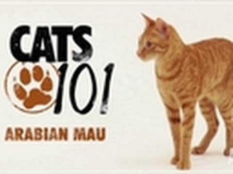 Arabian Mau | Cats 101