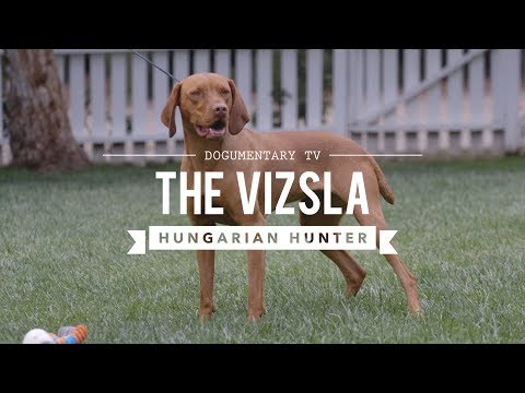 ALL ABOUT VIZSLA: HUNGARIAN SPORTING DOG