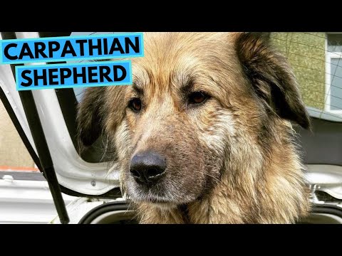 Carpathian Shepherd - TOP 10 Interesting Facts
