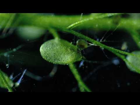 Carnivorous Bladderwort Fastest Plant in the World!