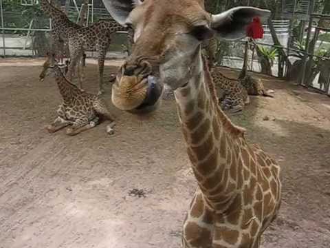 Смешной жираф :)) Прикольно! :)