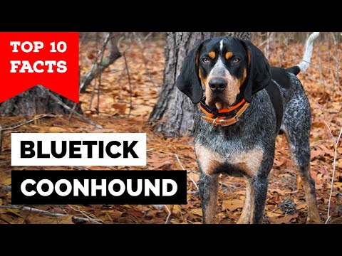 Bluetick Coonhound - Top 10 Facts