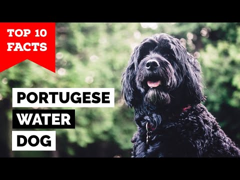 Portuguese Water Dog - Top 10 Facts