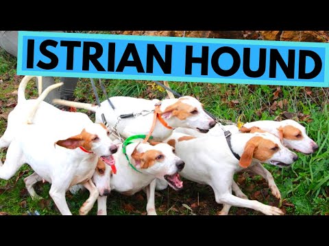 Istrian Hound - TOP 10 Interesting Facts - Shorthaired and Coarse Haired