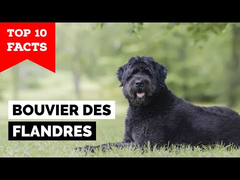 Bouvier des Flandres - Top 10 Facts