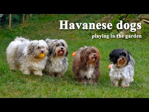 Havanese dogs playing in the garden
