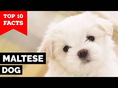 Maltese Dog - Top 10 Facts
