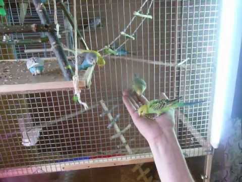 Ручные волнистые попугайчики