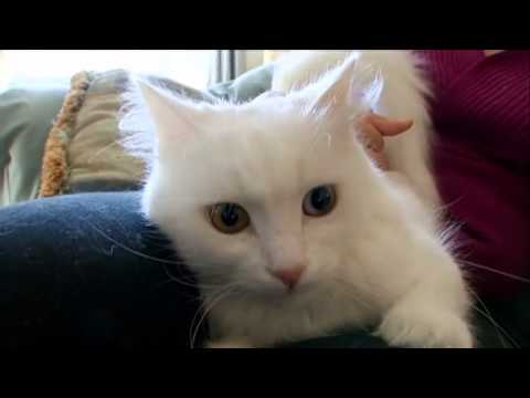 Cats 101 Turkish Angora Video Animal Planet
