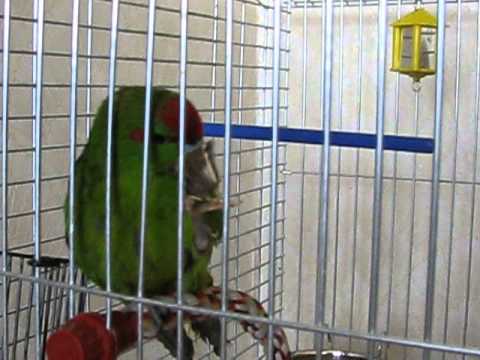 Смешное видео: попугай какарик в наморднике)