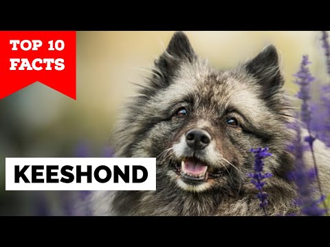 Keeshond - Top 10 Facts