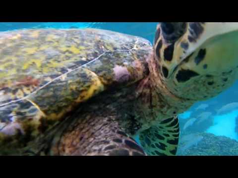 Плавание с черепахой на Мальдивах