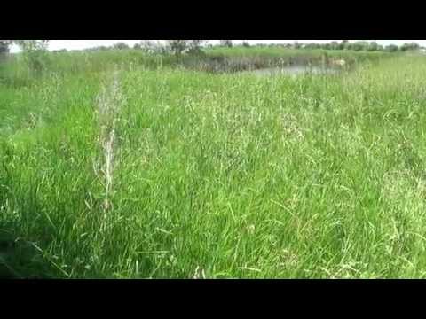 Зеленый корм, трава для кроликов