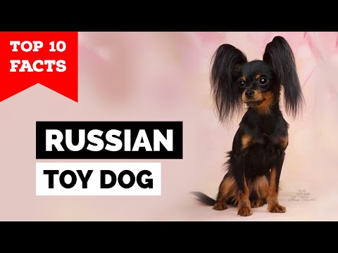 Russian Toy Dog - Top 10 Facts