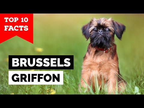 Brussels Griffon - Top 10 Facts