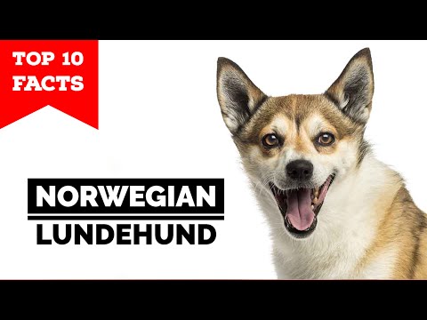 Norwegian Lundehund - Top 10 Facts