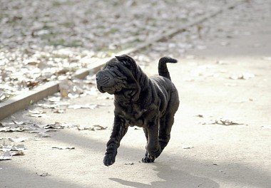 Black Shar Pei puppy