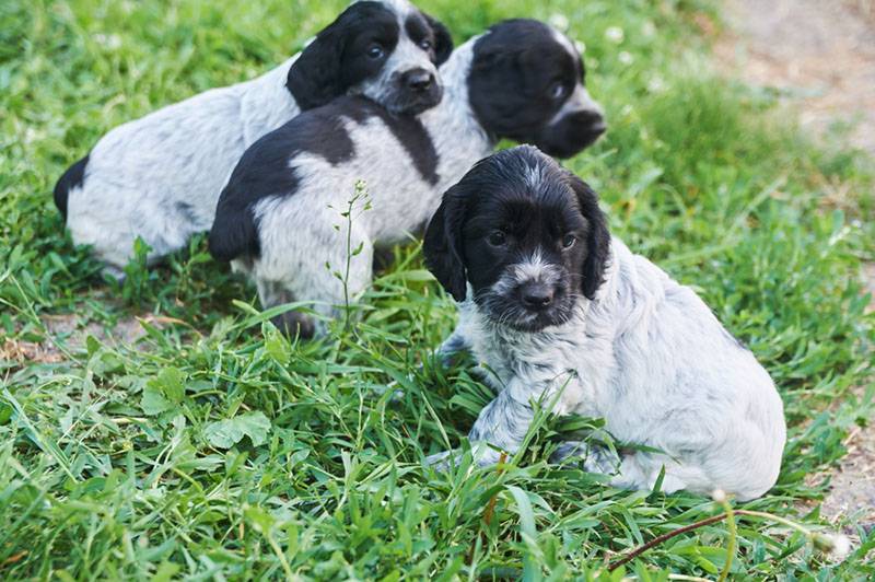 Russian spaniel puppies in the park on the grass