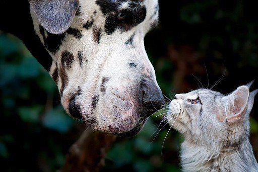 Great Dane and a cat