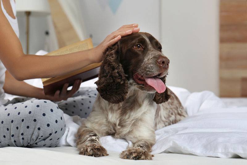 russian spaniel on bed with owner