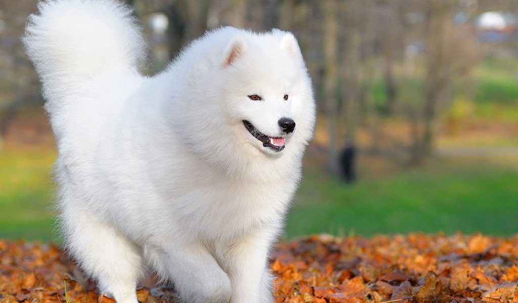 Beautiful Samoyed Dog