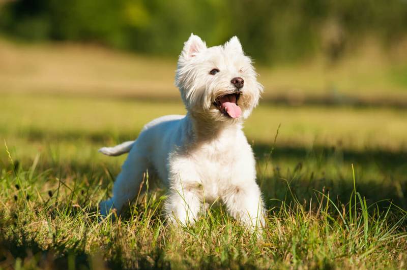 West Highland White Terrier Playing