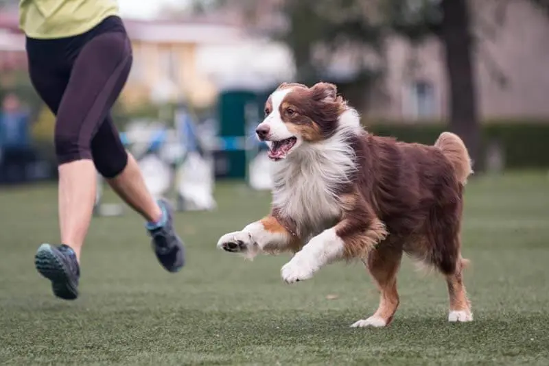 Australian Shepherd on training